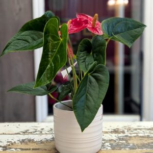 Anthurium plante