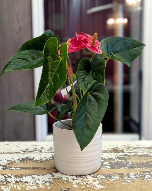 Anthurium plante
