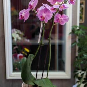 Phalaenopsis orchidé
