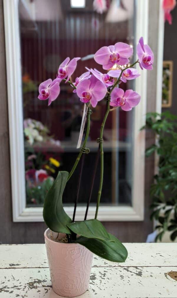 Phalaenopsis orchidé