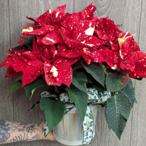 Poinsettia