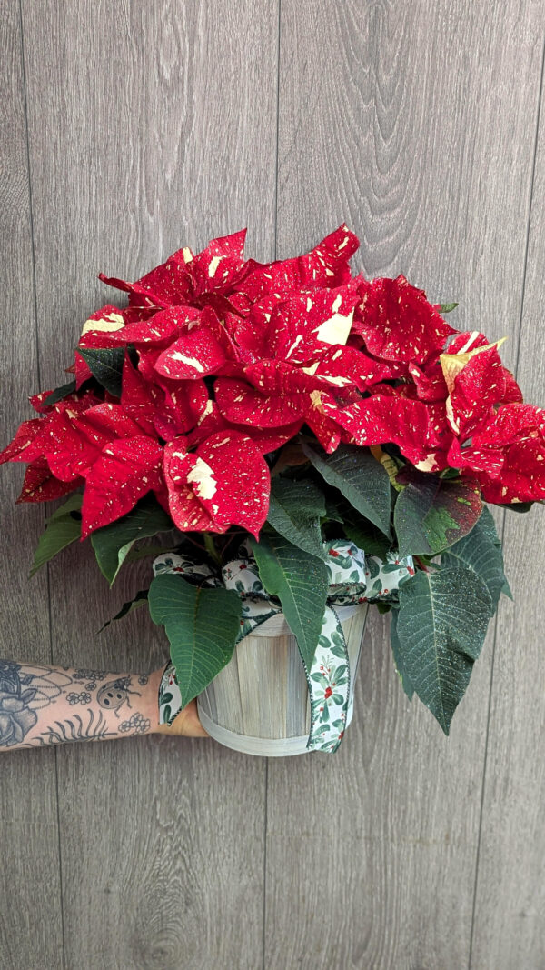 Poinsettia