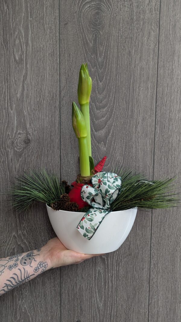 Arrangement amaryllis