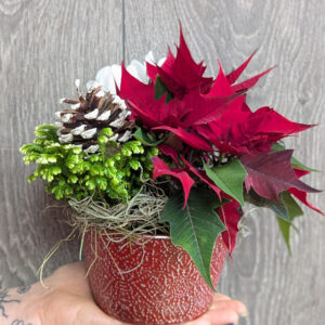 Jardin de plantes de Noël